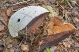 Ganoderma lobatum image