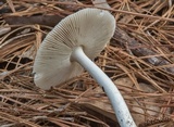 Amanita sect. Vaginatae image