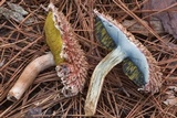 Boletellus ananas image