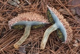 Boletellus ananas image