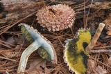 Boletellus ananas image