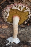 Boletellus ananas image