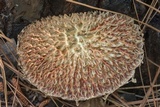 Boletellus ananas image