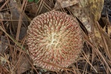 Boletellus ananas image