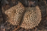 Boletellus ananas image