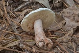 Gyroporus subalbellus image