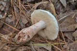 Gyroporus subalbellus image