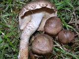 Pholiota terrestris image