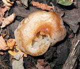 Peziza vesiculosa image