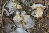 Syzygites megalocarpus image
