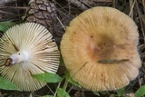 Russula pectinatoides image