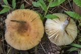 Russula pectinatoides image