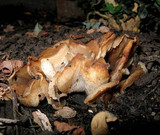 Peziza vesiculosa image