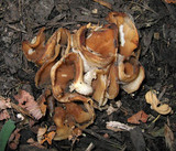 Peziza vesiculosa image