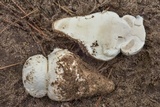 Amanita polypyramis image