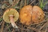 Xanthoconium purpureum image