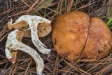Xanthoconium purpureum image