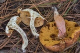 Xanthoconium purpureum image