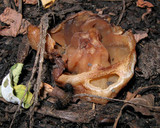 Peziza vesiculosa image