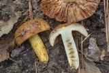 Russula mutabilis image