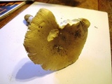 Amanita spreta image