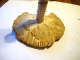 Amanita spreta image