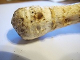 Amanita canescens image