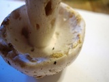 Amanita canescens image