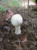 Amanita canescens image