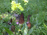 Morchella importuna image