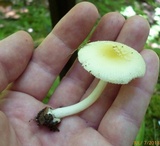 Amanita minutula image