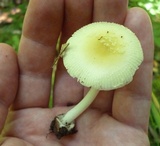 Amanita minutula image