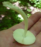 Amanita minutula image