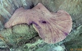 Fistulina hepatica image