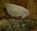 Fistulina hepatica image