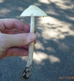 Amanita elongatior image
