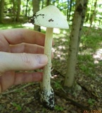 Amanita elongatior image