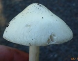 Amanita elongatior image