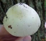 Amanita elongatior image