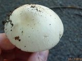 Amanita elongatior image
