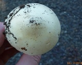 Amanita elongatior image