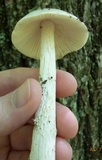 Amanita elongatior image