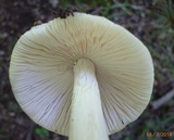 Amanita elongatior image