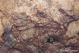 Helicobasidium purpureum image