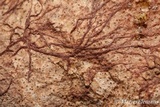 Helicobasidium purpureum image