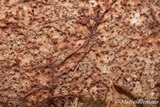 Helicobasidium purpureum image