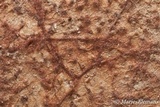 Helicobasidium purpureum image