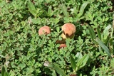 Boletus patrioticus image