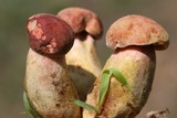 Boletus patrioticus image