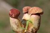 Boletus patrioticus image